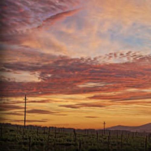 https://capewinefarms.com/static/2825/w_1206_muratie1__scale_and_crop__500x500.jpg