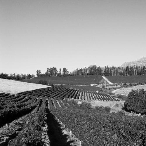 https://capewinefarms.com/static/2846/w_1211_26__scale_and_crop__500x500.jpg