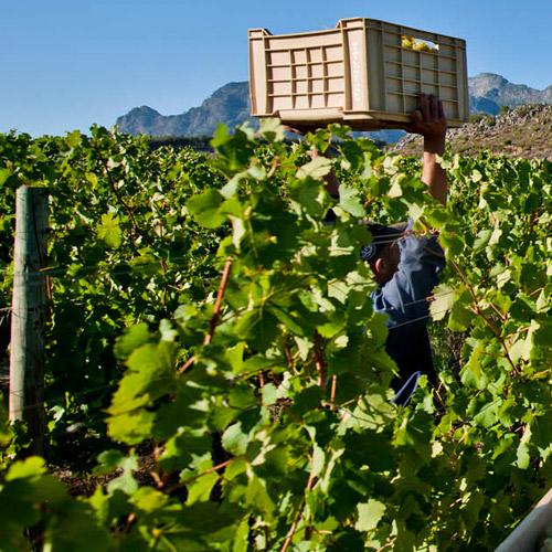 https://capewinefarms.com/static/2852/w_1213_2industry__scale_and_crop__500x500.jpg