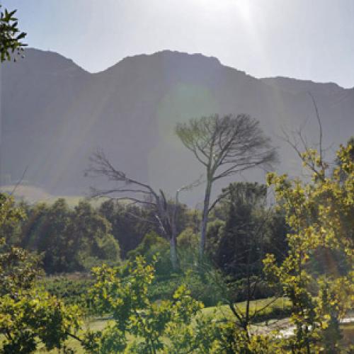 https://capewinefarms.com/static/2855/w_1214_banner5__scale_and_crop__500x500.jpg