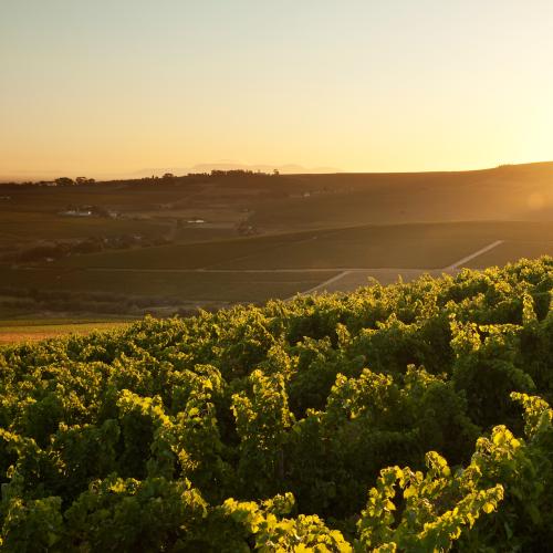 https://capewinefarms.com/static/2861/w_1216_stellenboschhillsbanner1__scale_and_crop__500x500.jpg