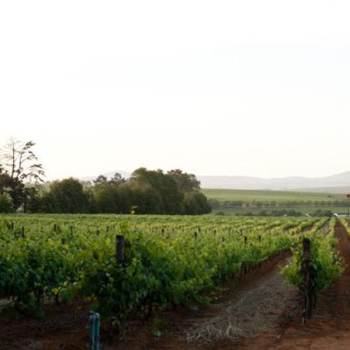 https://capewinefarms.com/static/2874/w_1219_phoca_thumb_l_16__scale_and_crop__500x500.jpg
