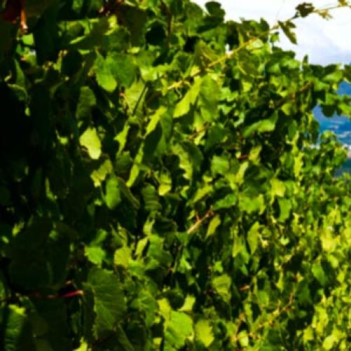 https://capewinefarms.com/static/2877/w_1220_thandislide01__scale_and_crop__500x500.jpg