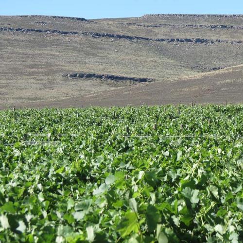 https://capewinefarms.com/static/2880/w_1221_sutherlandgreenvineyard2__scale_and_crop__500x500.jpg