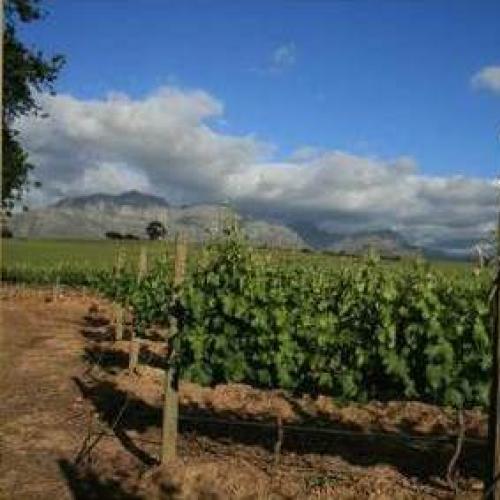 https://capewinefarms.com/static/2886/w_1223_149577974032060__scale_and_crop__500x500.jpg