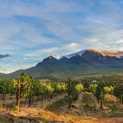 https://capewinefarms.com/static/2889/w_1224_149577974032060_1__scale_and_crop__500x500.jpg