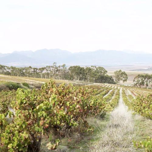 https://capewinefarms.com/static/2892/w_1225_kalmoesfontein000022__scale_and_crop__500x500.jpg