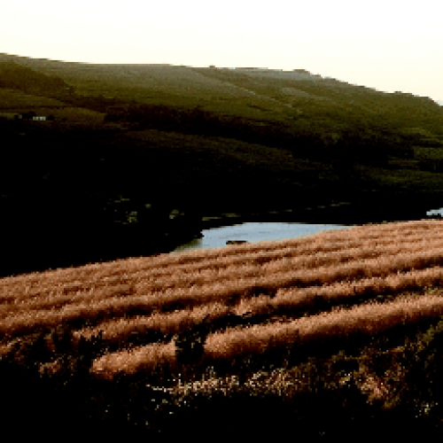 https://capewinefarms.com/static/2895/w_1226_wingerdfoto__scale_and_crop__500x500.png