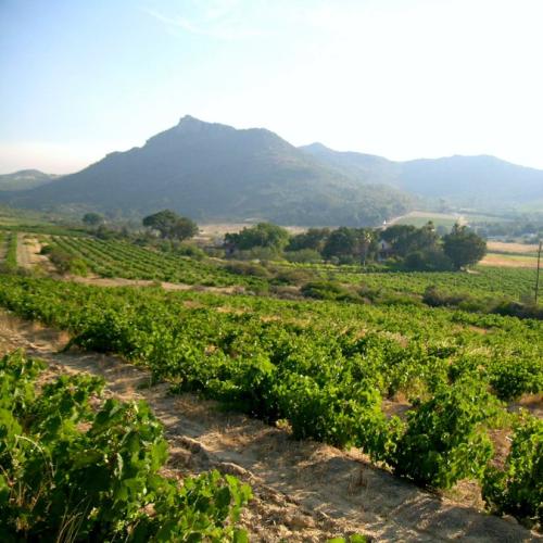 https://capewinefarms.com/static/2901/w_1228_dragonridgecapewine002__scale_and_crop__500x500.jpg