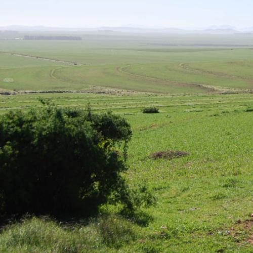 https://capewinefarms.com/static/2910/w_1231_slide6__scale_and_crop__500x500.jpg