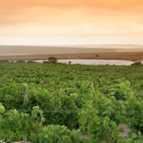 https://capewinefarms.com/static/2913/w_1232_farm21__scale_and_crop__500x500.jpg