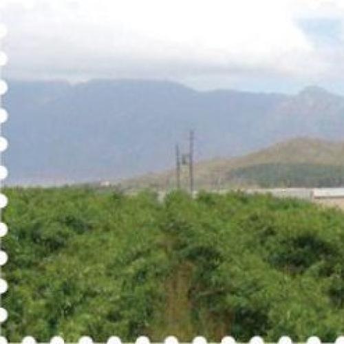https://capewinefarms.com/static/2916/w_1233_banner4__scale_and_crop__500x500.jpg