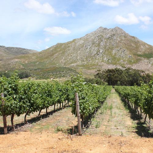 https://capewinefarms.com/static/2919/w_1235_big_1__scale_and_crop__500x500.jpg
