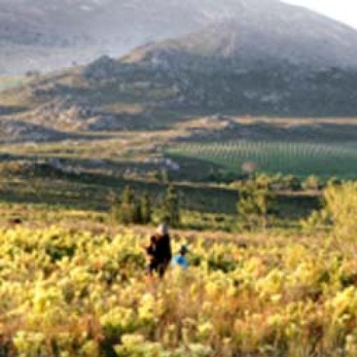 https://capewinefarms.com/static/2922/w_1236_estate__scale_and_crop__500x500.jpg