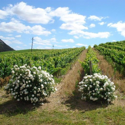 https://capewinefarms.com/static/2928/w_1238_imagealbum_0__scale_and_crop__500x500.png