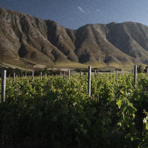 https://capewinefarms.com/static/2931/w_1239_vine_mountain_dec2013__scale_and_crop__500x500.jpg