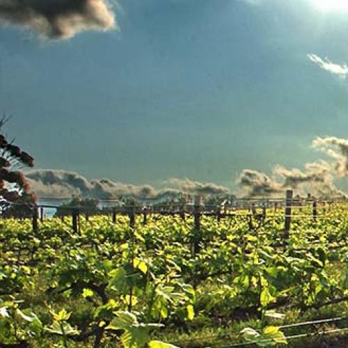 https://capewinefarms.com/static/2937/w_1241_wineslong01__scale_and_crop__500x500.jpg
