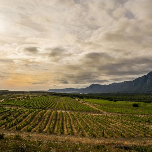 https://capewinefarms.com/static/2940/w_1242_clthomas_141119_0314__scale_and_crop__500x500.jpg