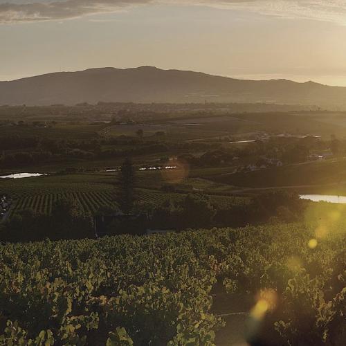 https://capewinefarms.com/static/2946/w_1244_bosman_fairtrade_wine_winemaker_corlea_fourie_wellington_south_africa__scale_and_crop__500x500.jpg