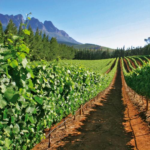 https://capewinefarms.com/static/2949/w_1246_doolhofvineyards11__scale_and_crop__500x500.jpg