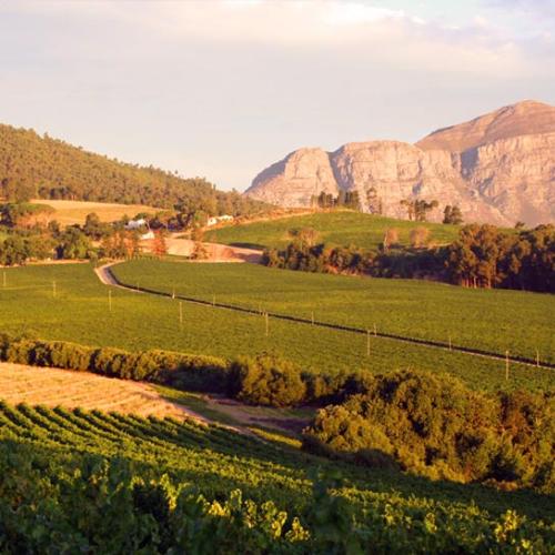 https://capewinefarms.com/static/2952/w_1247_views1__scale_and_crop__500x500.jpg