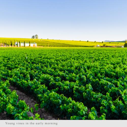 https://capewinefarms.com/static/2955/w_1248_0703__scale_and_crop__500x500.jpg
