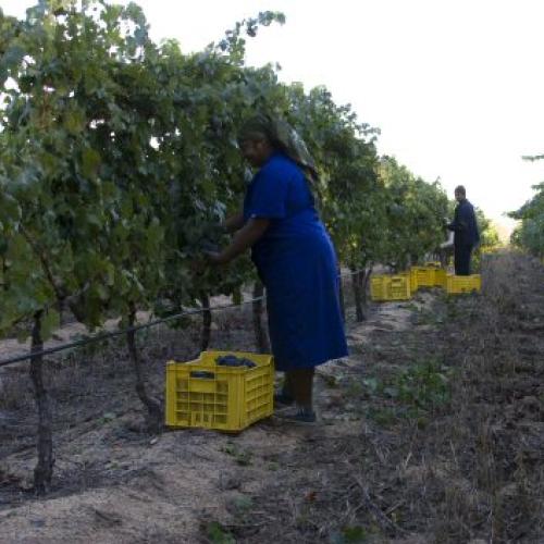 https://capewinefarms.com/static/2958/w_1249_workers_in_the_vineyard__scale_and_crop__500x500.jpg