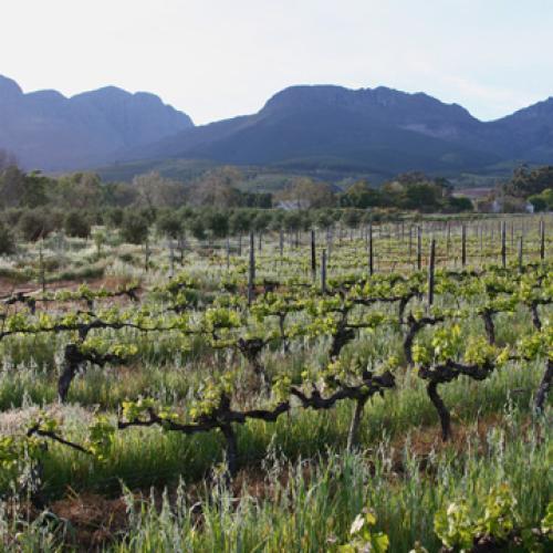 https://capewinefarms.com/static/2961/w_1250_006__scale_and_crop__500x500.jpg