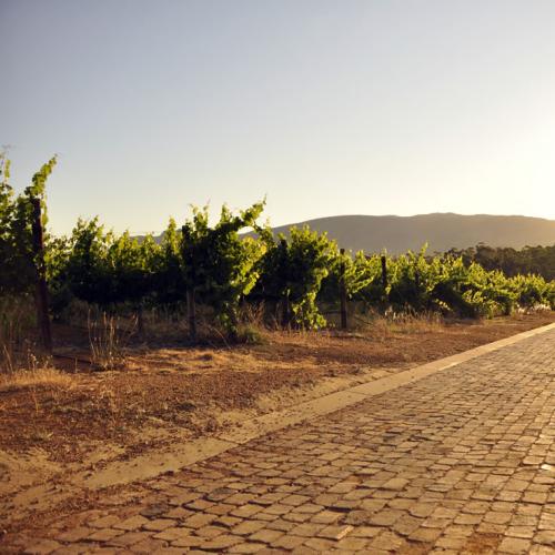 https://capewinefarms.com/static/2964/w_1251_dsc0265__scale_and_crop__500x500.jpg