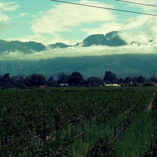 https://capewinefarms.com/static/2970/w_1253_big_6__scale_and_crop__500x500.jpg