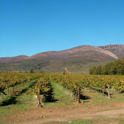 https://capewinefarms.com/static/2973/w_1254_cellar_vineyards_8__scale_and_crop__500x500.jpg