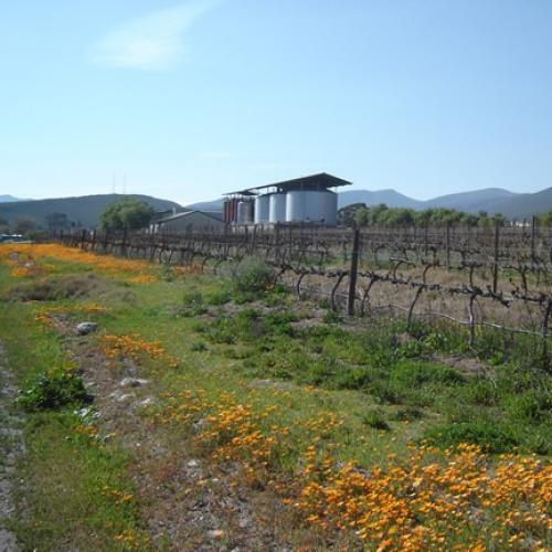 https://capewinefarms.com/static/2976/w_1255_dsc00004__scale_and_crop__500x500.jpg