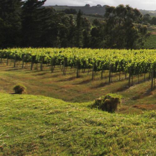 https://capewinefarms.com/static/2979/w_1256_149603288536593__scale_and_crop__500x500.jpg