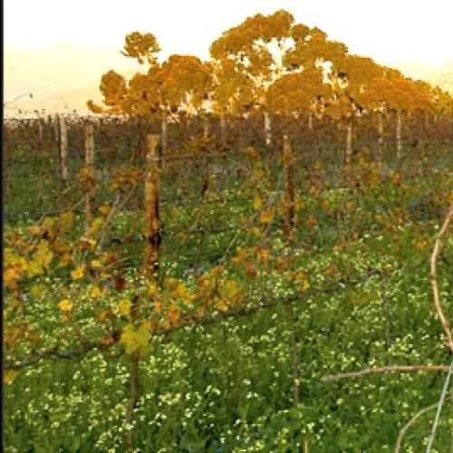 https://capewinefarms.com/static/2982/w_1257_galleryhomeslidehv2__scale_and_crop__500x500.jpg
