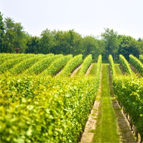 https://capewinefarms.com/static/2985/w_1259_backgroundindex__scale_and_crop__500x500.jpg