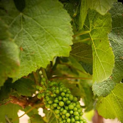 https://capewinefarms.com/static/2988/w_1260_10_0__scale_and_crop__500x500.jpg