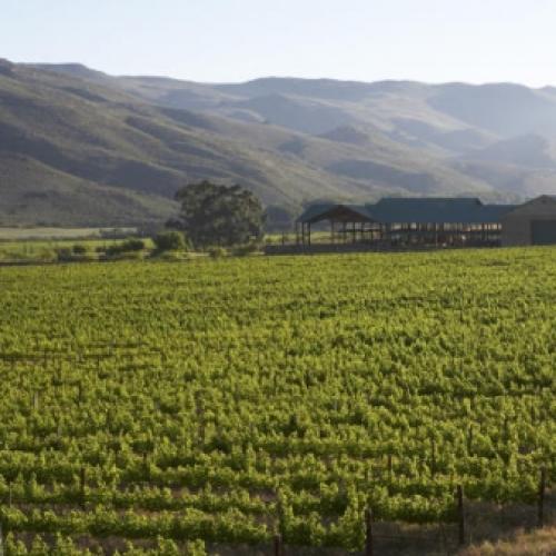 https://capewinefarms.com/static/2991/w_1261_bwh_506_337_100__scale_and_crop__500x500.jpg