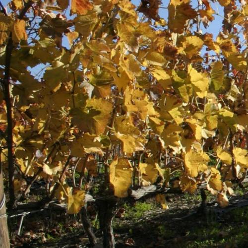 https://capewinefarms.com/static/2997/w_1264_wineslider002__scale_and_crop__500x500.jpg