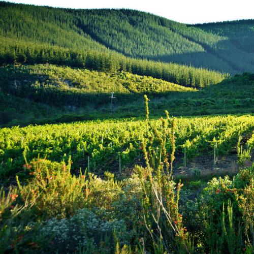 https://capewinefarms.com/static/3000/w_1265_kayandmonty_holdingpage_forestvines__scale_and_crop__500x500.jpg