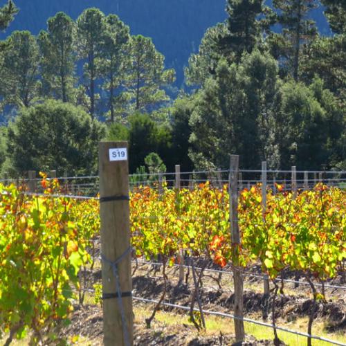 https://capewinefarms.com/static/3003/w_1266_img_0213__scale_and_crop__500x500.jpg
