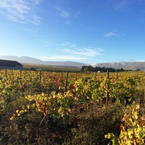 https://capewinefarms.com/static/3006/w_1267_tradouwwinerry__scale_and_crop__500x500.jpg