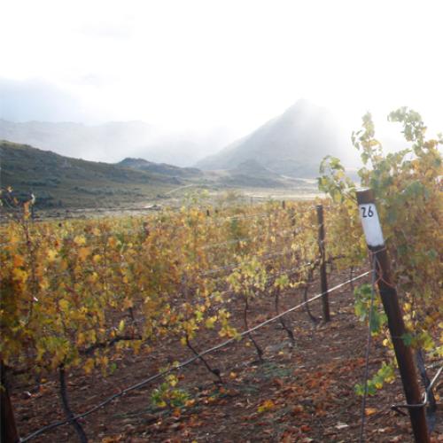 https://capewinefarms.com/static/3009/w_1268_wine_1__scale_and_crop__500x500.jpg