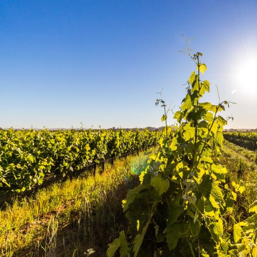 https://capewinefarms.com/static/3015/w_1270_terroir__scale_and_crop__500x500.jpg