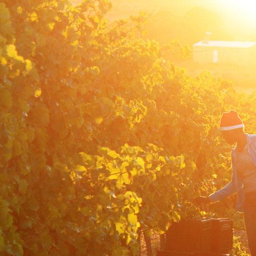 https://capewinefarms.com/static/3018/w_1271_slide_wines1__scale_and_crop__500x500.jpg