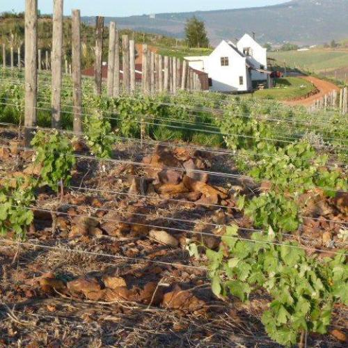 https://capewinefarms.com/static/3024/w_1274_farm3__scale_and_crop__500x500.jpg