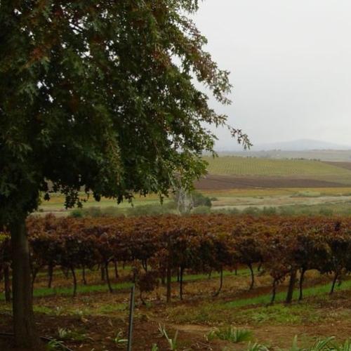 https://capewinefarms.com/static/3039/w_1284_home_1_01__scale_and_crop__500x500.jpg