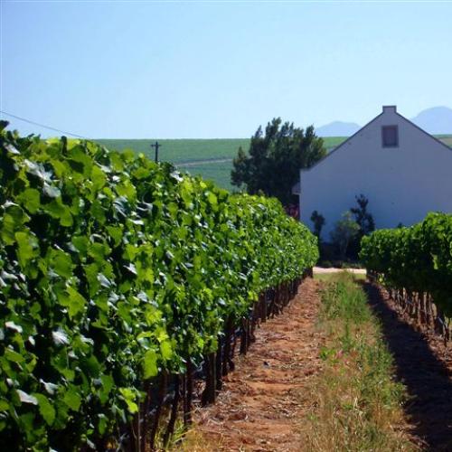 https://capewinefarms.com/static/3042/w_1285_bein_vineyard_and_cellar__scale_and_crop__500x500.jpg