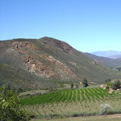 https://capewinefarms.com/static/3054/w_1289_2_big__scale_and_crop__500x500.jpg
