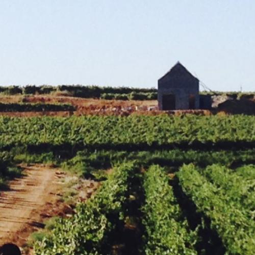 https://capewinefarms.com/static/3057/w_1290_ftr4__scale_and_crop__500x500.jpg