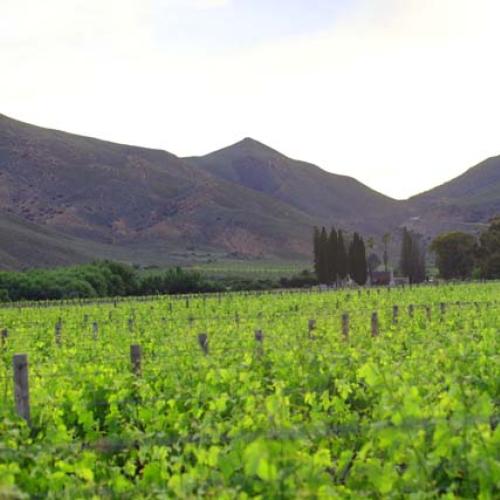 https://capewinefarms.com/static/3060/w_1291_h13__scale_and_crop__500x500.jpg